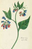   - Pflanzenaquarelle, 1812-17