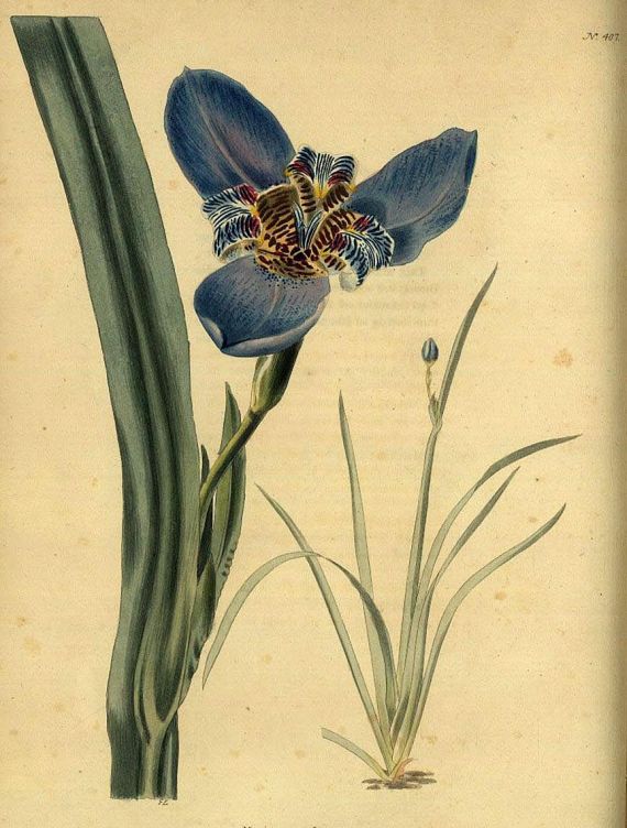G. Loddiges - The Botanical Cabinet. Bd. V. 1820.