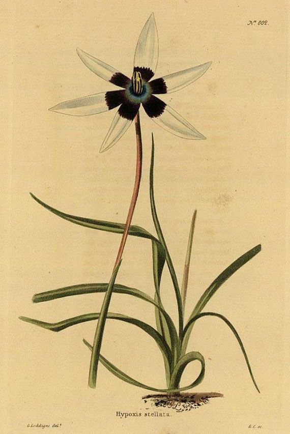 G. Loddiges - The Botanical Cabinet. Bd. IX. 1824.