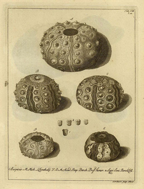   - Echinodermatum. 1734.