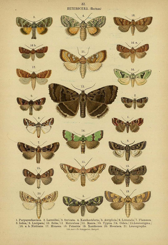 Ernst Hofmann - Die Gr.-Schmetterlinge Europas. 1887