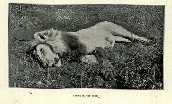 Stigand, C. H. - The game of British East Africa. 1909