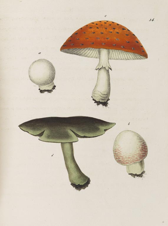 Johannes Jacob Hegetschweiler - Die Giftpflanzen der Schweiz. um 1831
