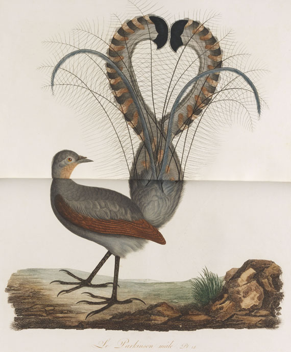 Jean Baptiste Audebert - Oiseaux dorés ou reflets métalliques. 1802. 2 Bde..