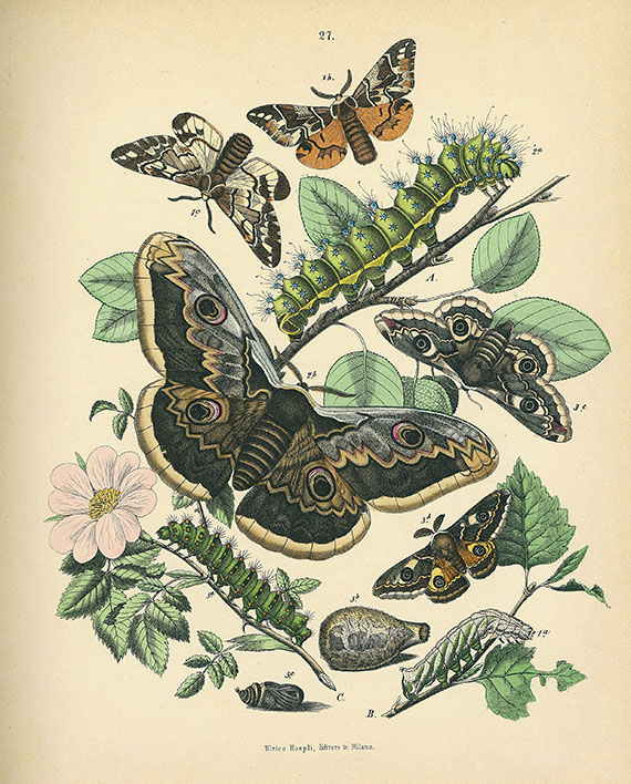 Sordelli, F. - Le farfalle. 1885