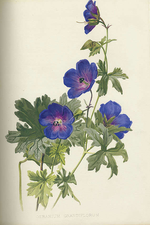 Robinson, W. - Flora and Sylva. 1903-05