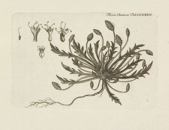 Flora Danica - Flora Danica. 10 Bde. 1761-99