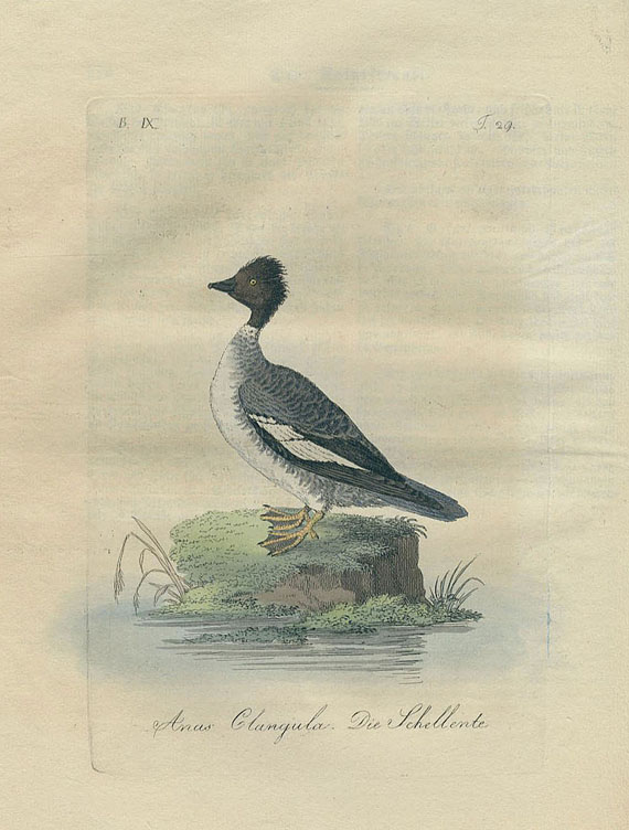 Vogelbücher - Vögel. 6 Bde. 1800-61.