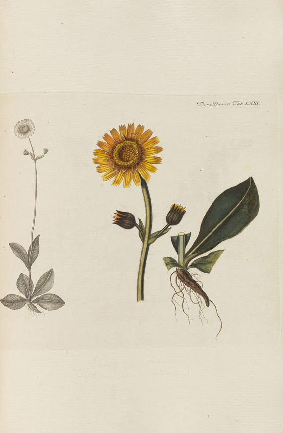 Flora Danica - Flora Danica. 5 Bde. 1761