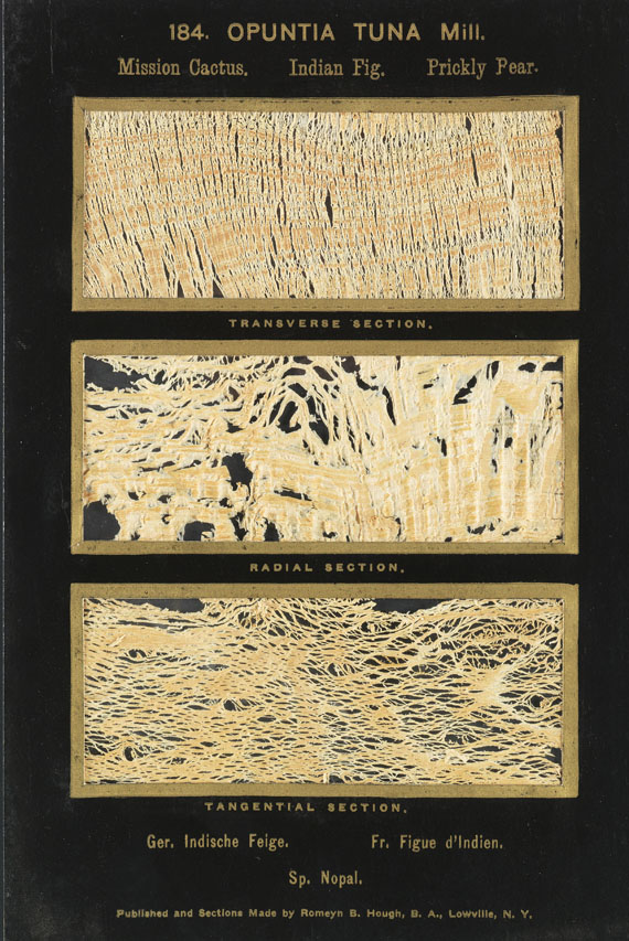 Romeyn Beck Hough - The American Woods. 3 Textbde. und 14 Kassetten mit Tafeln. Zus. 17 Bde. - Weitere Abbildung