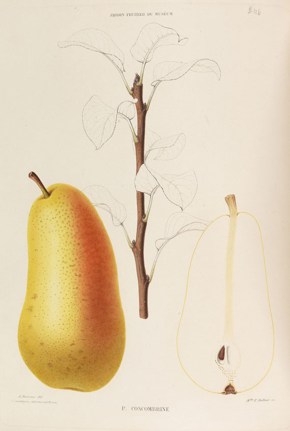 Joseph Decaisne - Le jardin fruitier du museum. 9 Bde. Dabei: Dasgl., 12 Lfgn. mit 48 Tafeln