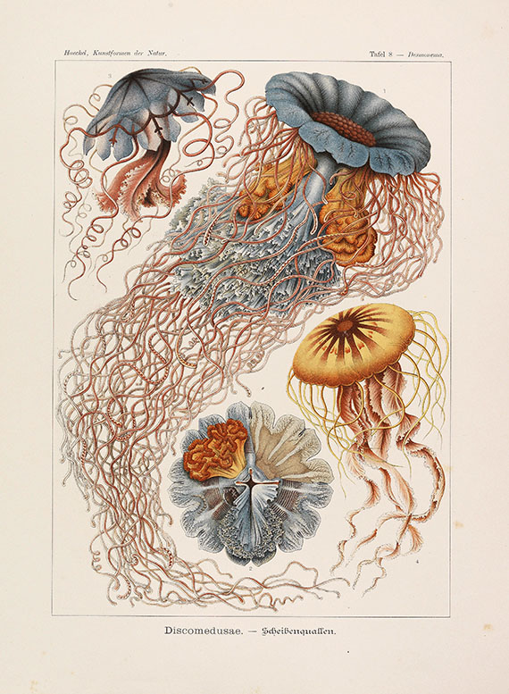 Ernst Haeckel - Kunstformen der Natur. 2 Kassetten - Weitere Abbildung