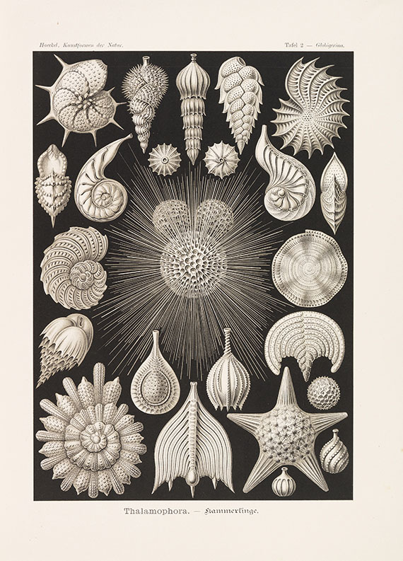 Ernst Haeckel - Kunstformen der Natur. 2 Kassetten