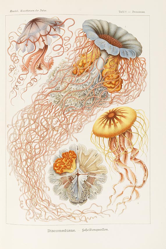 Ernst Haeckel - Kunstformen der Natur - Weitere Abbildung