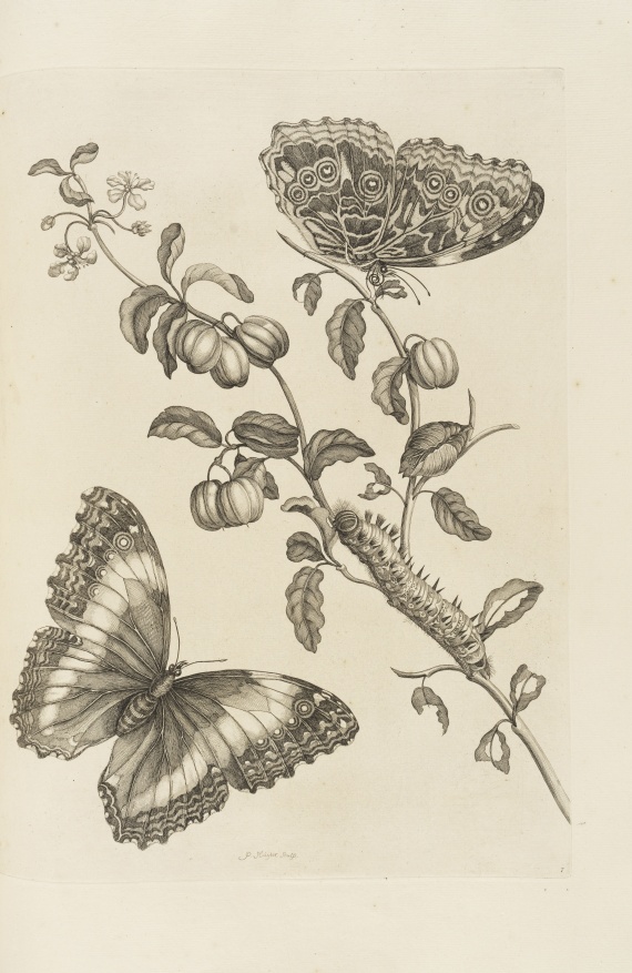 Maria Sibylla Merian - De Europische Insecten. Angebunden: Surinaamsche Insecten - Weitere Abbildung